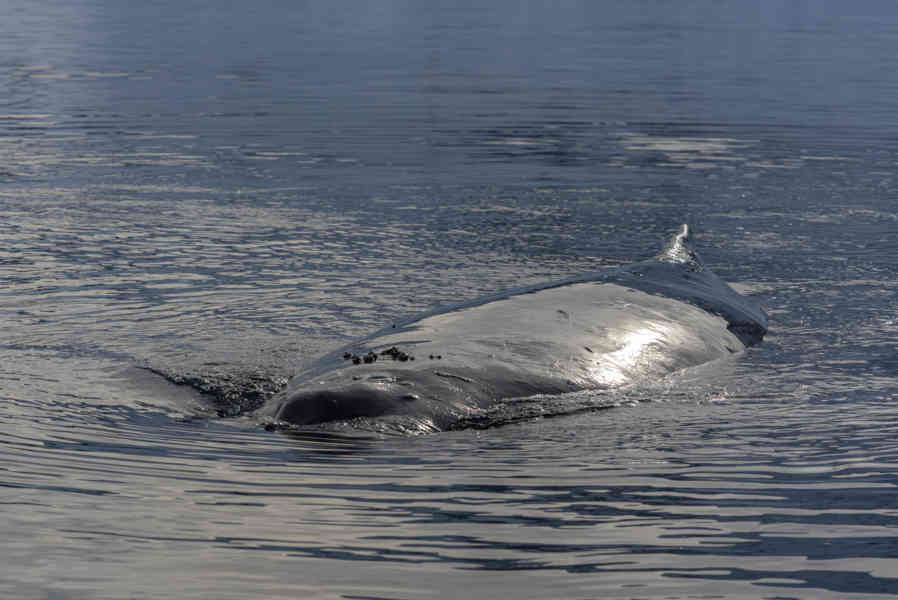 Ballena Minke - Antártida 18.jpg
